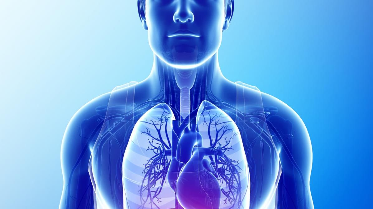 Nerki to podwójny narząd, pełniący wiele ważnych dla życia i zdrowia funkcji.