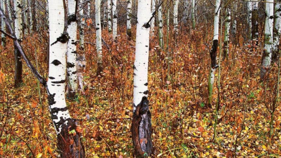 Gdzie ukrył się wilk?