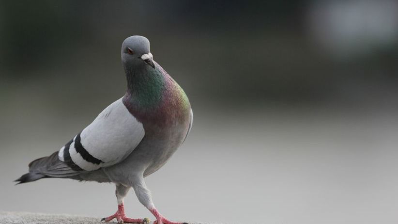 Niezwykłe umiejętności gołębi