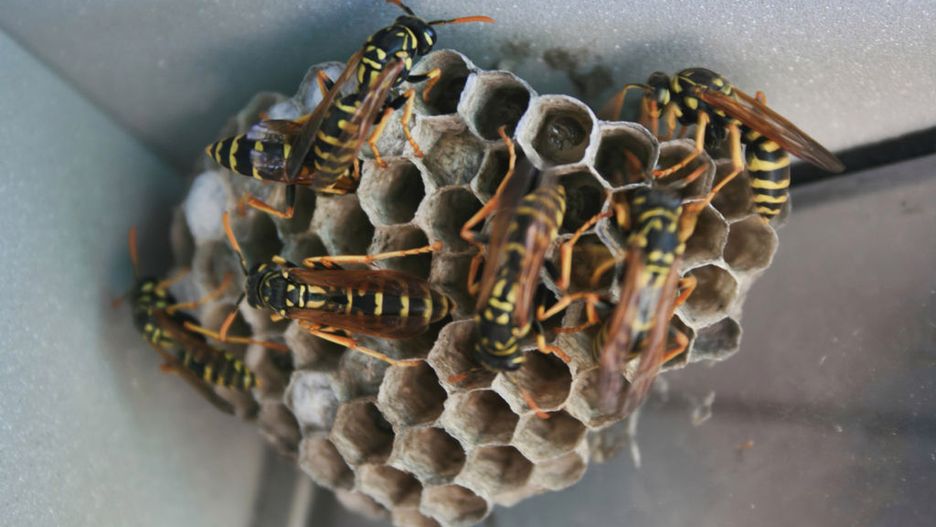 Mylona z osą. Jej użądlenie jest bolesne