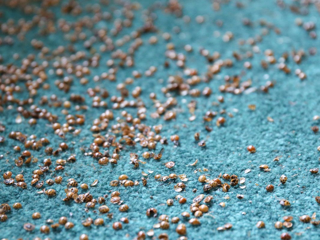 Inwazja biedronek azjatyckich w Polsce. Wydzielają enzymy, które szkodzą alergikom