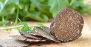 Trufle – rodzaje i właściwości