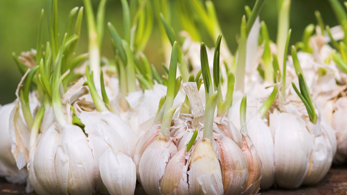 Czosnek to naturalny antybiotyk