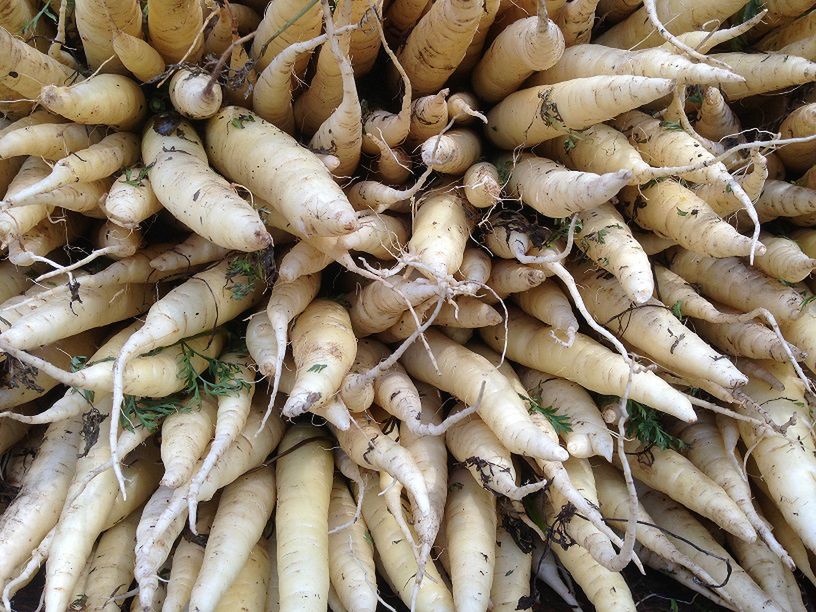 Najbardziej trująca roślina. Rok temu na podium był ziemniak