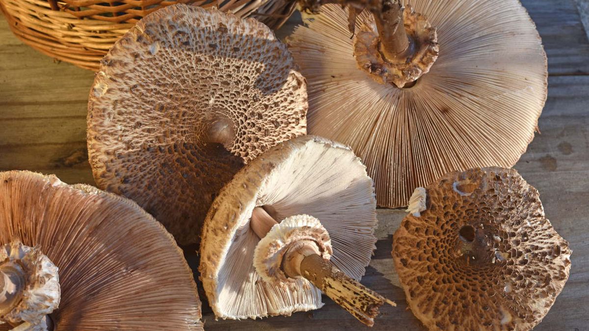 Czubajki kanie to jedne z najsmaczniejszych grzybów w polskich lasach