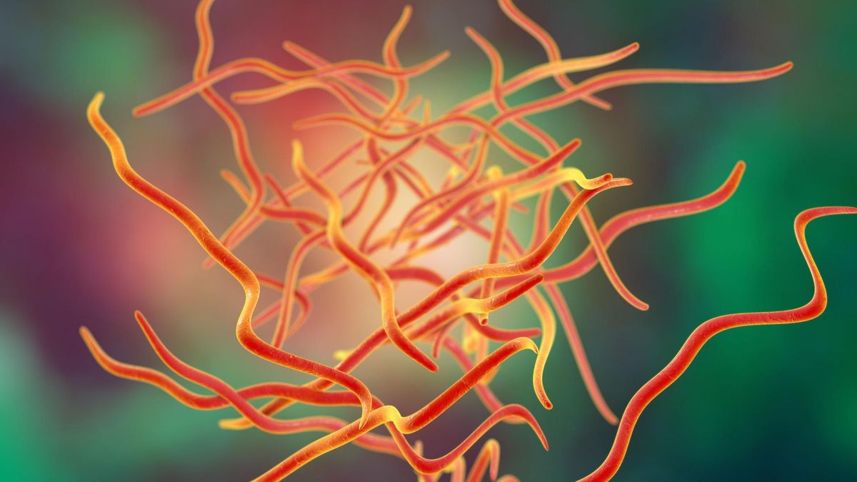 "Życie" owsika - infografika