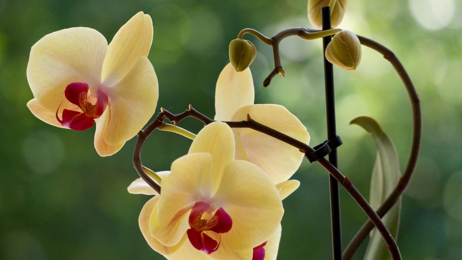 Storczyk - kwiat, który każdy powinien mieć w sypialni