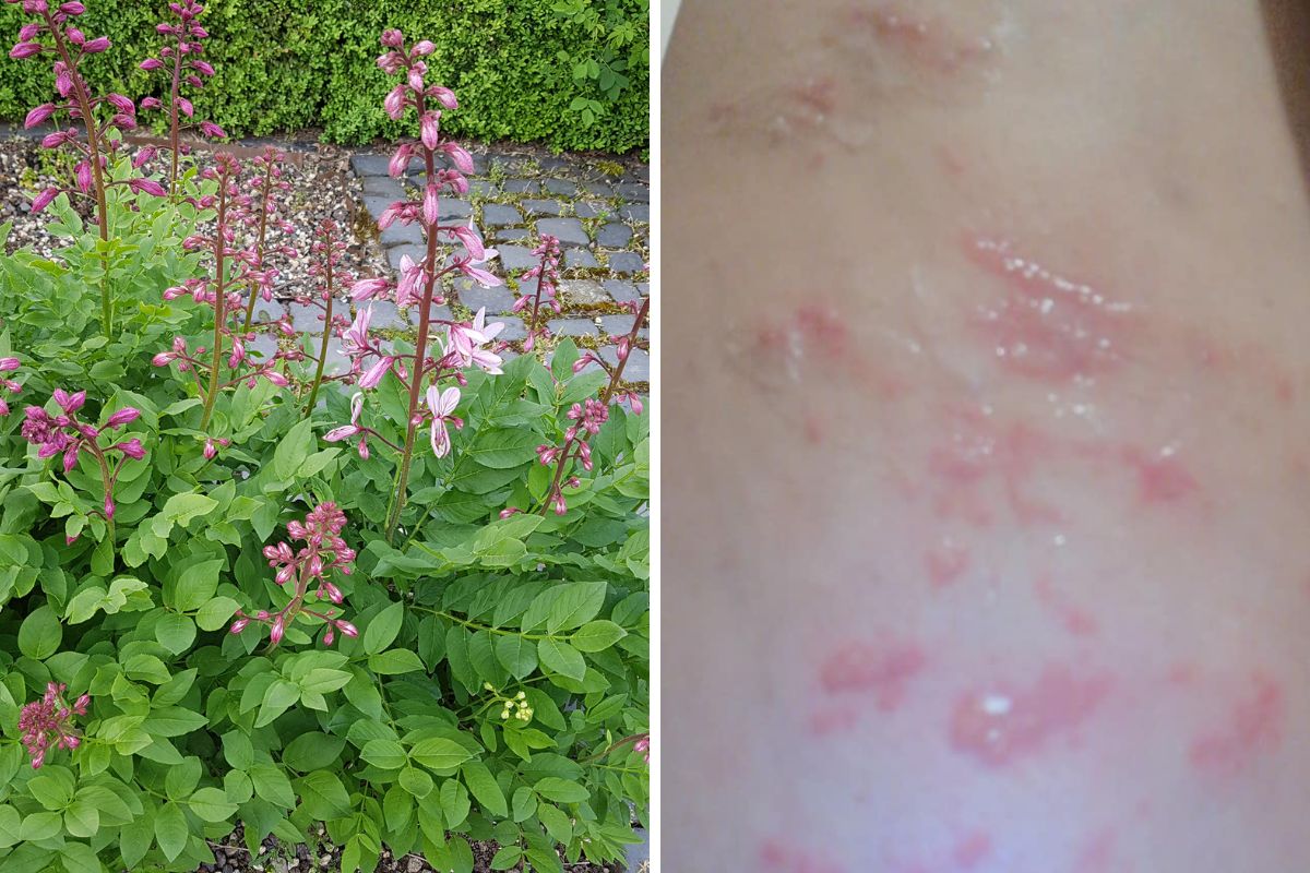 Roślina ma właściwości fotouczulające