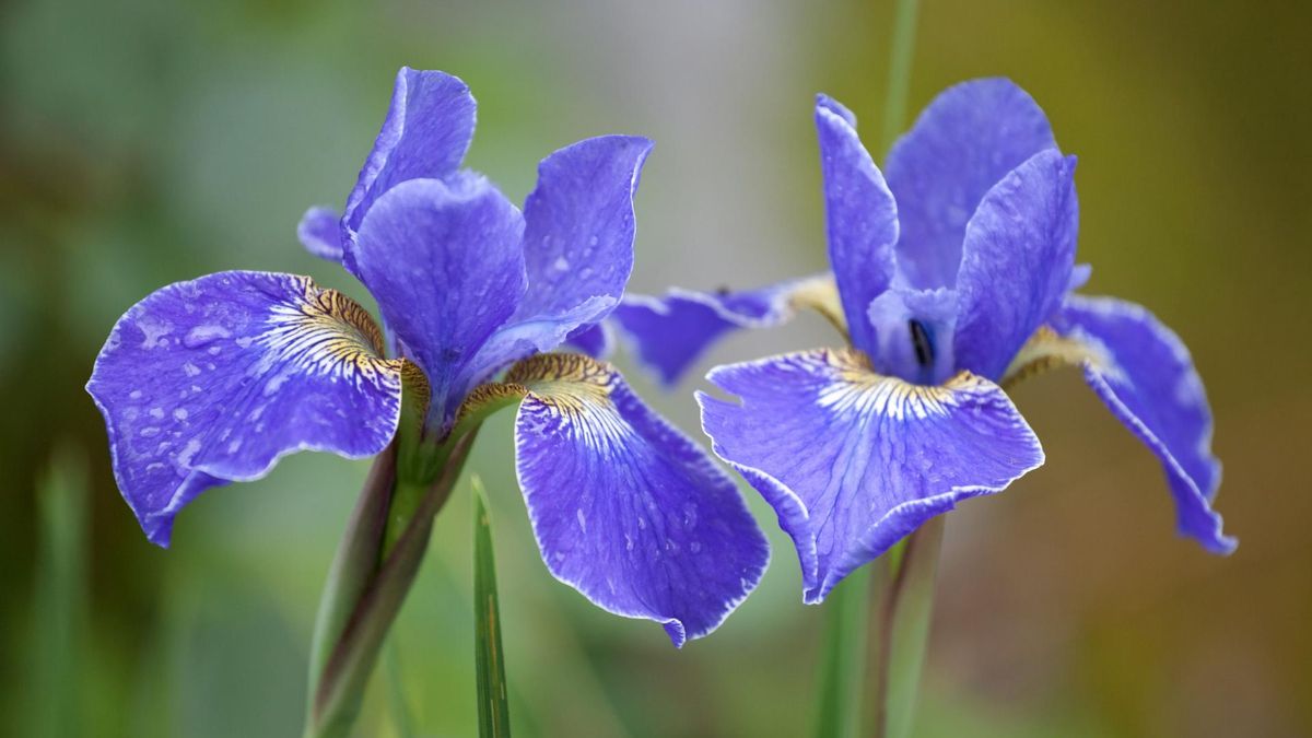Irys pomocny przy ząbkowaniu