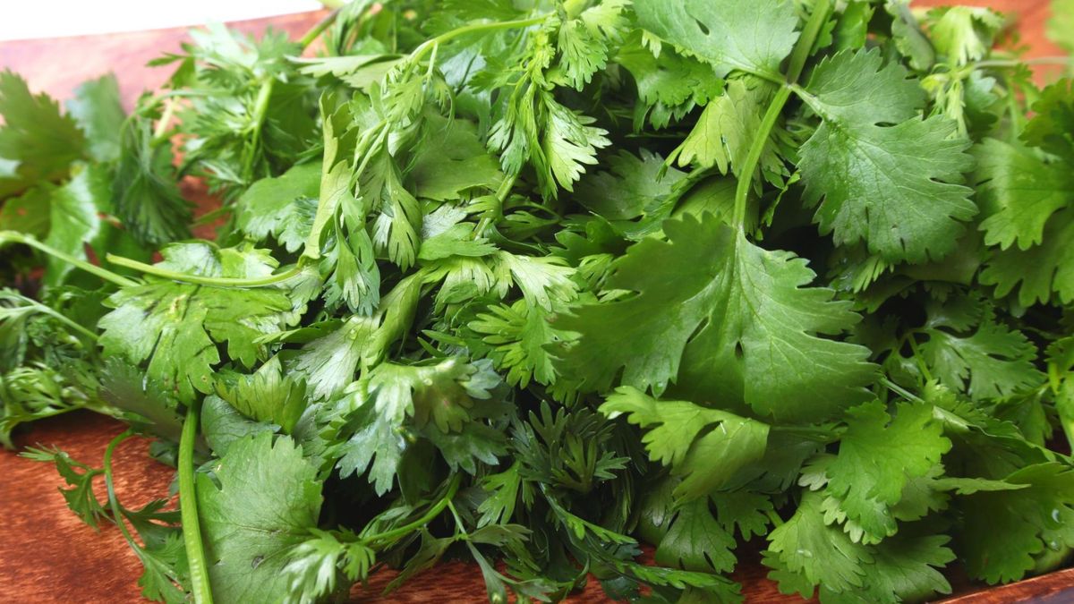 Obniża poziom cukru we krwi i zmniejsza ryzyko choroby Alzheimera. Jakie jeszcze właściwości wykazuje kolendra?