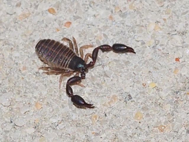 Czy "polski skorpion" jest groźny?