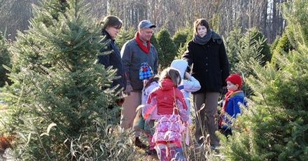 Mniejszy popyt na żywe choinki