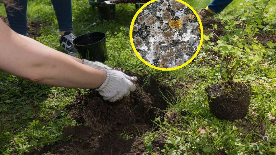 Fenomenalny sposób na mech. Składnik weźmiesz z pokoju dziecka