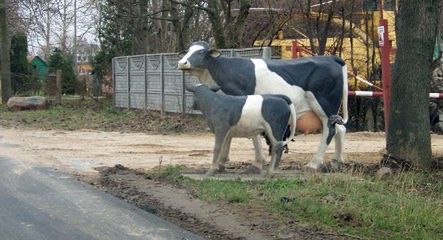 Uwaga! Plastikowe krowy na drodze