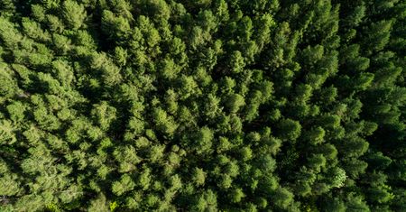 Lakownica żółtawa – występowanie, wygląd i właściwości