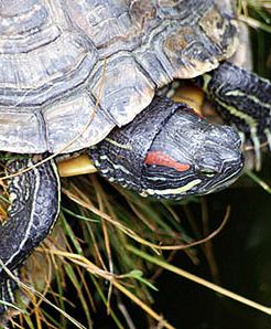 Krew żółwia wydłuży nam życie do 100 lat?