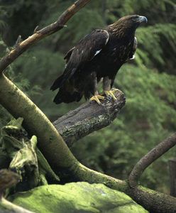 Polskie orły poczuły wiosnę