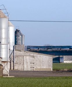 Wykryto wirusa ptasiej grypy na południu Anglii