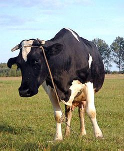 Karmiła krowę marihuaną, by ją uspokoić