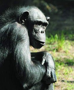 Sensacja u szympansów w gdańskim zoo