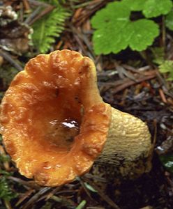 Radioaktywne grzyby z Białorusi trafiają do Polski