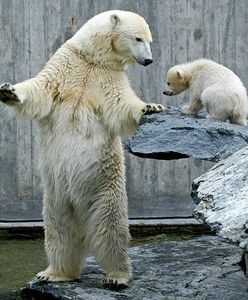 Niemcy zwariowali po raz trzeci