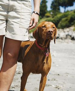 Trudne czasy dla właścicieli psów