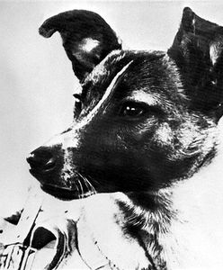 50. rocznica śmierci "kosmicznego" psa