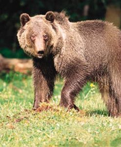 Państwo zapłaci za szaleństwa niedźwiedzi i wilków