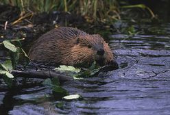 Bobry powodują zagrożenie powodziowe