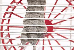 Superkomputer kiepską imitacją myszy