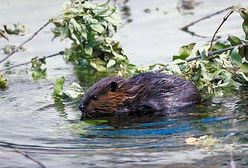 Bobry wyrządziły rolnikom szkody za 86 tysięcy zł