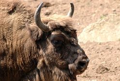 Polska kuchnia - kotlet mielony z... żubra!