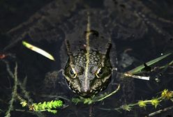 Wysyp żab w Chinach wzbudził panikę przed trzęsieniem