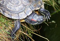 Krew żółwia wydłuży nam życie do 100 lat?