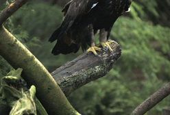 Polskie orły poczuły wiosnę