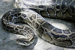 Pyton wysłany pocztą