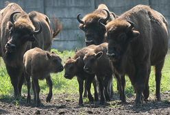 Narodziny pięciu żubrów w Puszczy Niepołomickiej