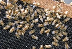 Pszczoły strzegły narkotyków w ulu
