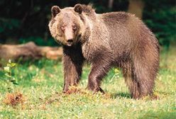 Państwo zapłaci za szaleństwa niedźwiedzi i wilków