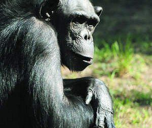 Sensacja u szympansów w gdańskim zoo