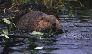 Bobry powodują zagrożenie powodziowe
