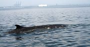 12-metrowy wieloryb pływa w wodach Zatoki Gdańskiej