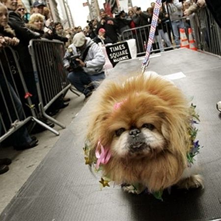 W Pekinie dozwolony tylko jeden pies na rodzinę