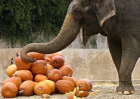 "Rodzicu, protestuj przeciw obchodom Halloween"