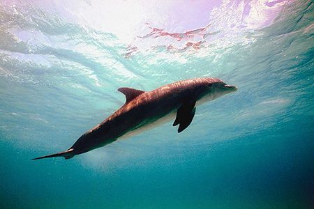 Delfiny i uchatki będą strzegły bazy morskiej