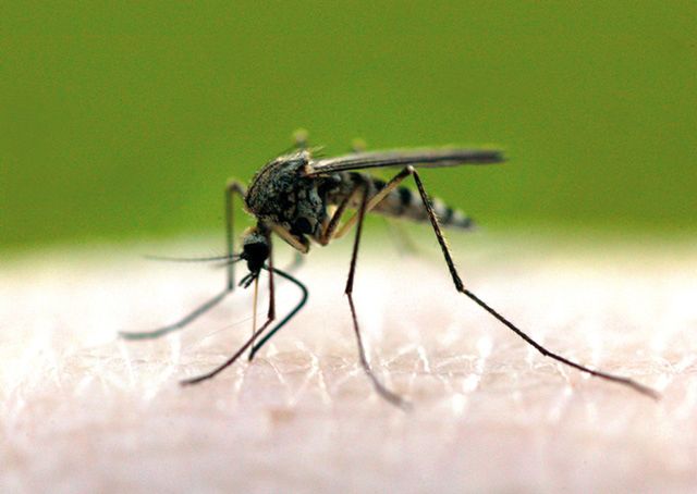 Żywot komara natarczywego
