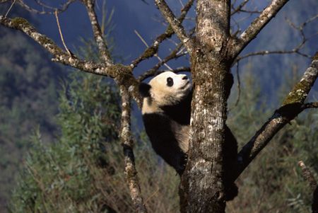 Wychowana w niewoli panda nie przetrwała na wolności