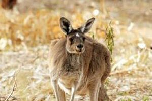 Został znokautowany jednym ciosem przez... kangura