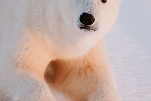 Niedźwiedziom polarnym grozi wymarcie?